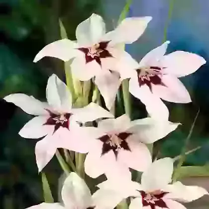 Gladiolus (Syn. Acidanthera)